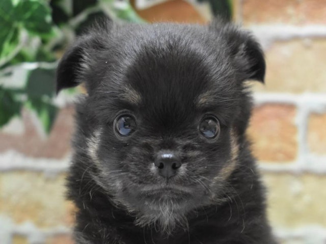 熊本県のハーフ犬 (ペッツワン熊本宇土店/2024年2月27日生まれ/男の子/ブラックタン)の子犬